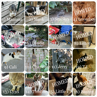 The Perfect Rose Cat Colony the-perfect-rose-cat-colony-2016